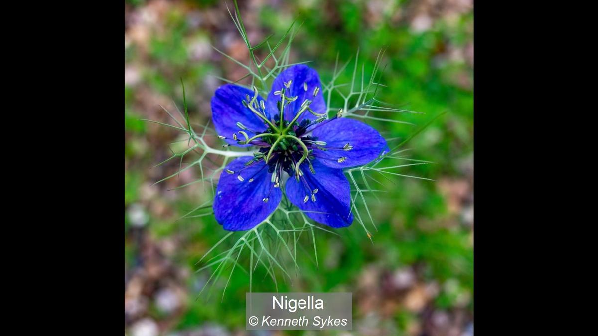 08_Nigella_Kenneth Sykes